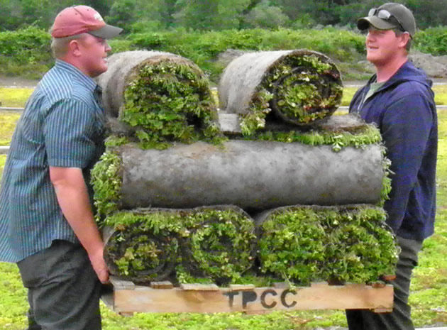 Sedum Feather Mats - Sedum Master
